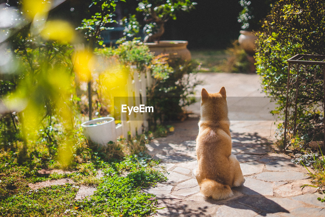 Shiba inu sitting on field