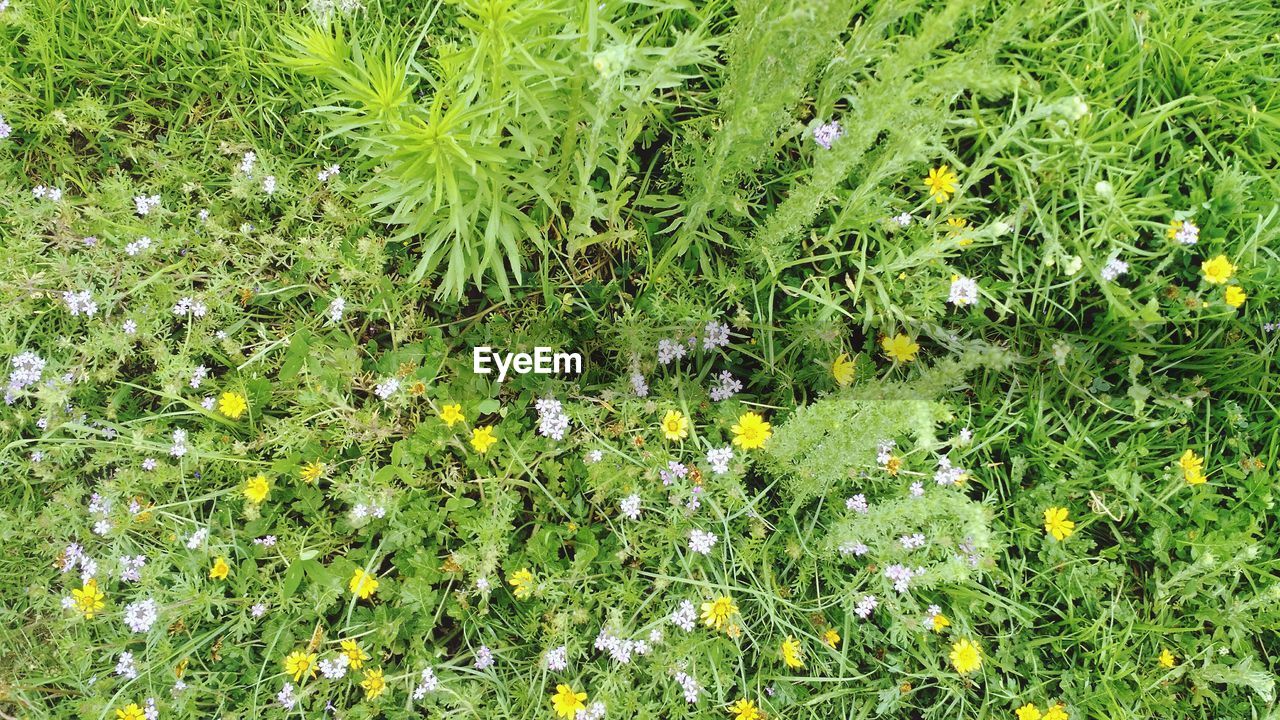 Full frame shot of plants growing on field