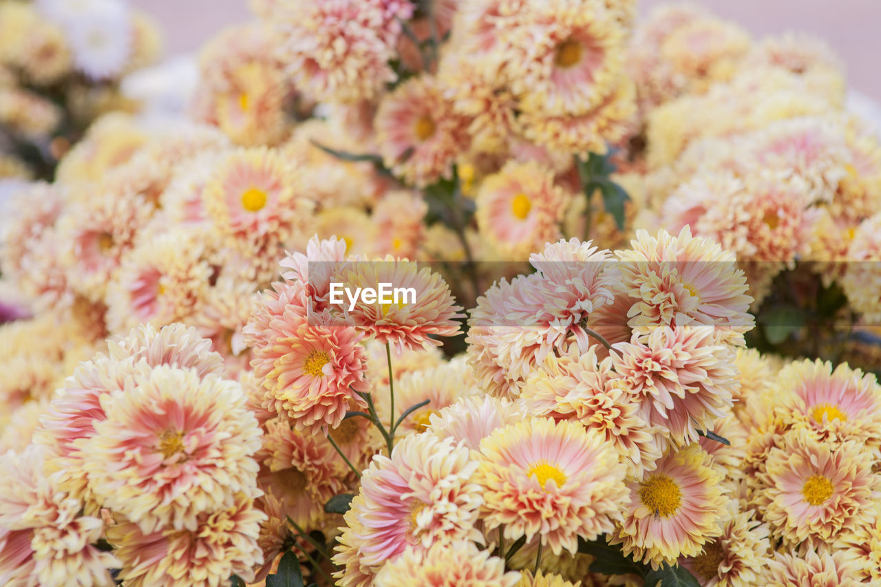 Close-up of flowers blooming outdoors