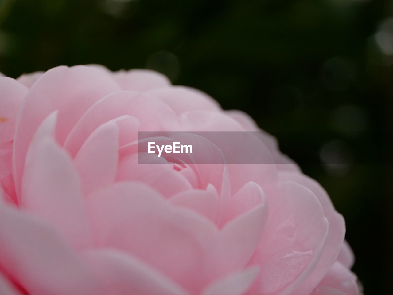 Close-up of pink rose