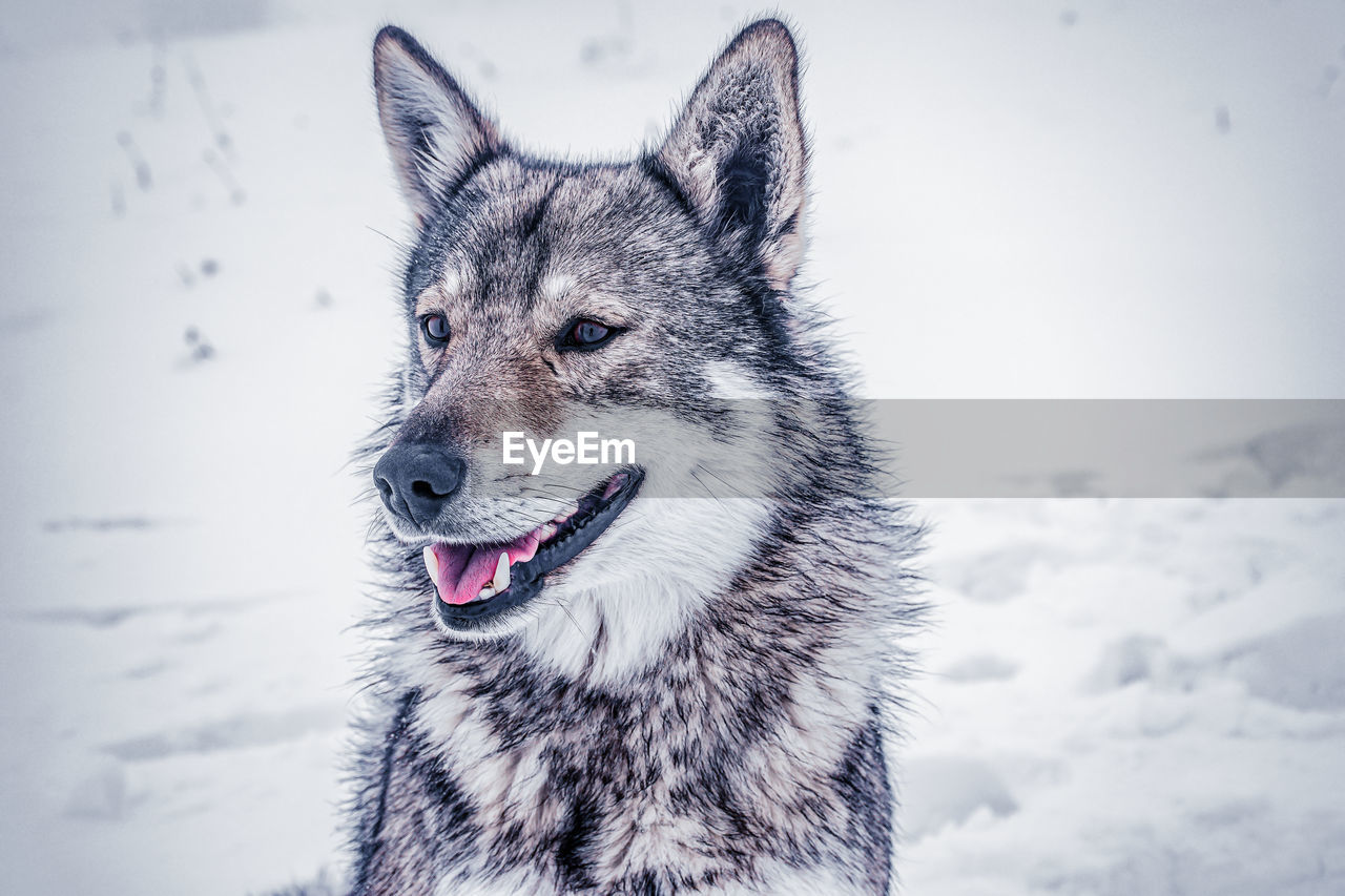 Wolf on snow covered field