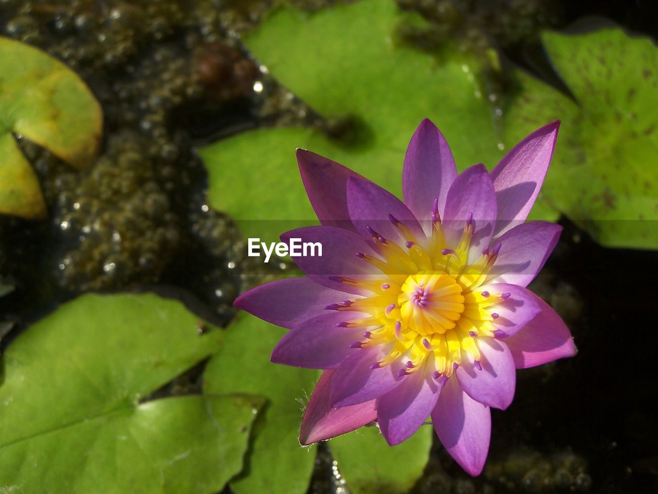 CLOSE-UP OF PURPLE LOTUS WATER LILY IN LAKE