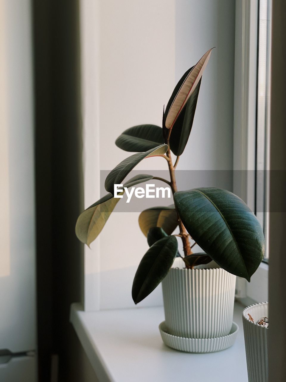 Close-up of potted plant at home