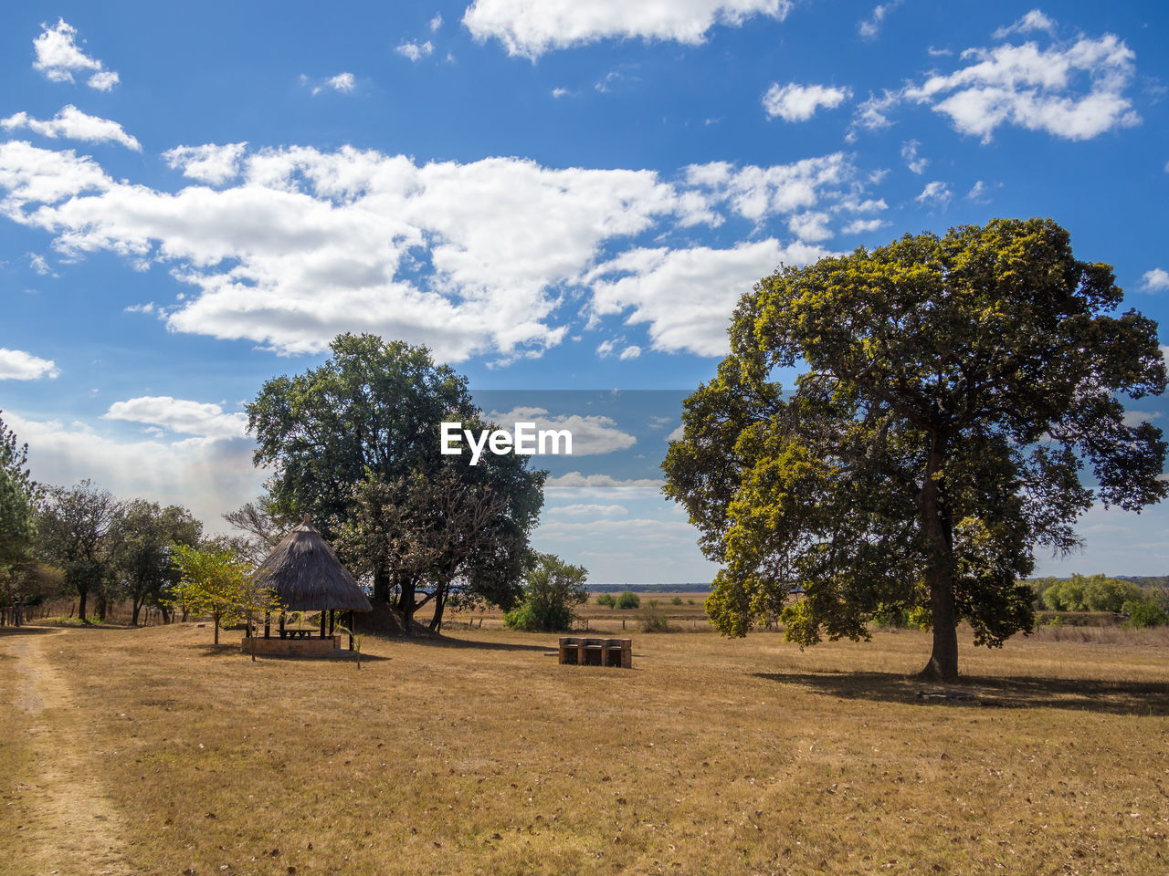 Trees on field against sky