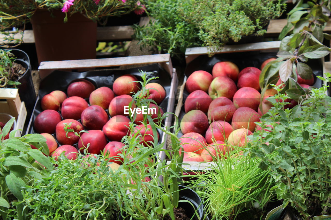 TOMATOES IN MARKET STALL FOR SALE