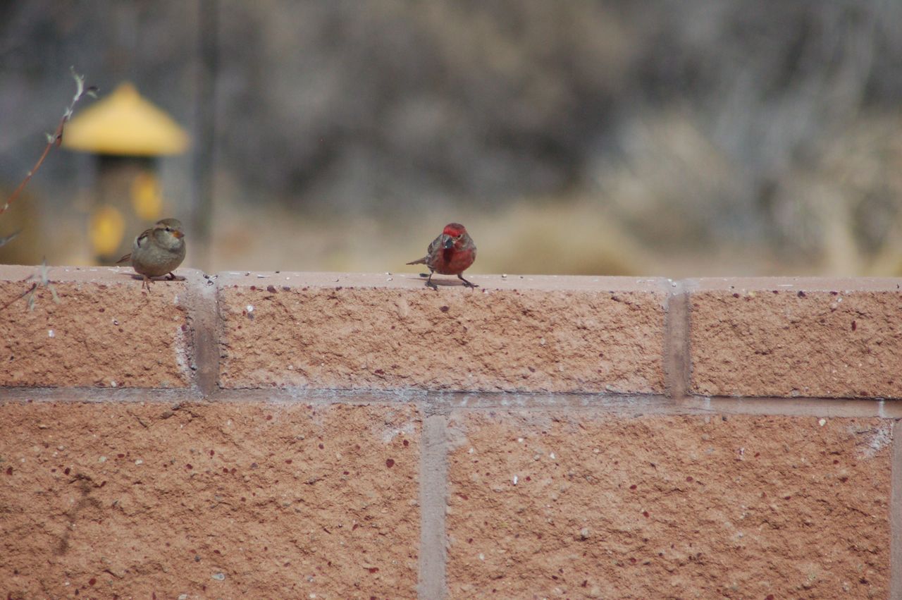 PIGEONS PERCHING ON WALL