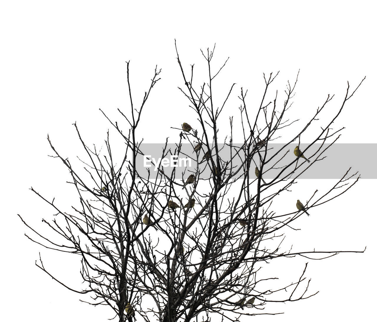 LOW ANGLE VIEW OF BARE TREE AGAINST SKY
