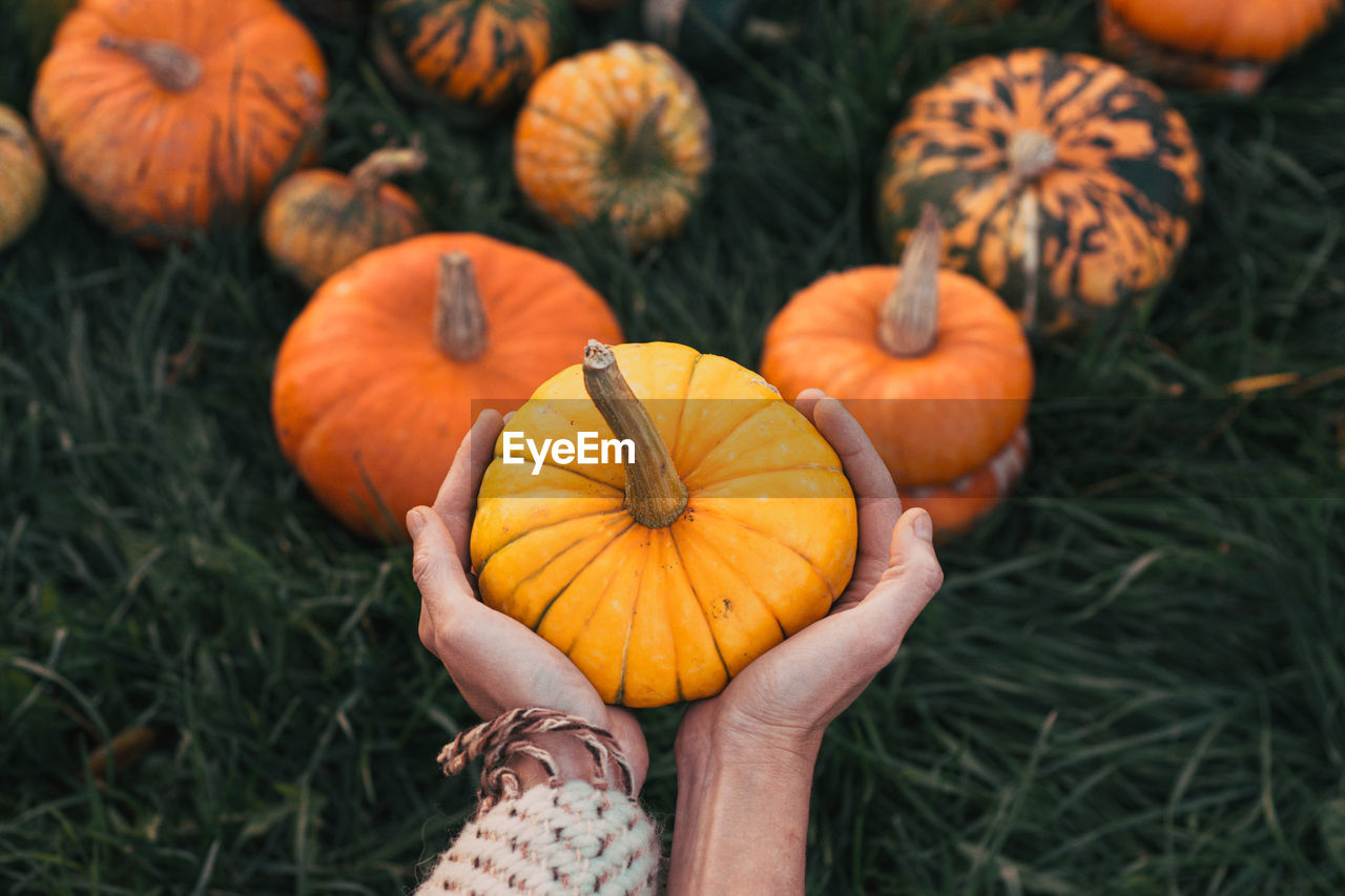 cropped hand holding pumpkins