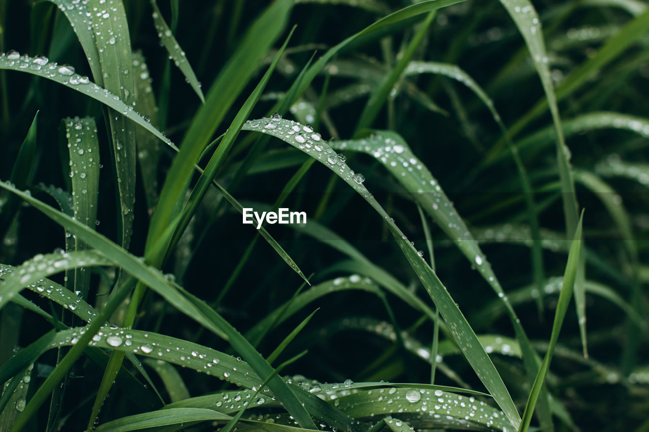 Close-up of wet plant during rainy season