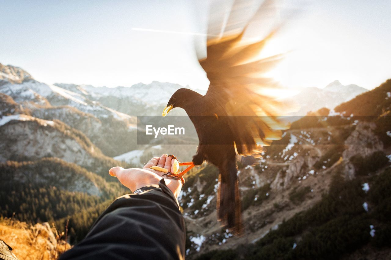 Cropped image of hand holding bird against mountains during sunset