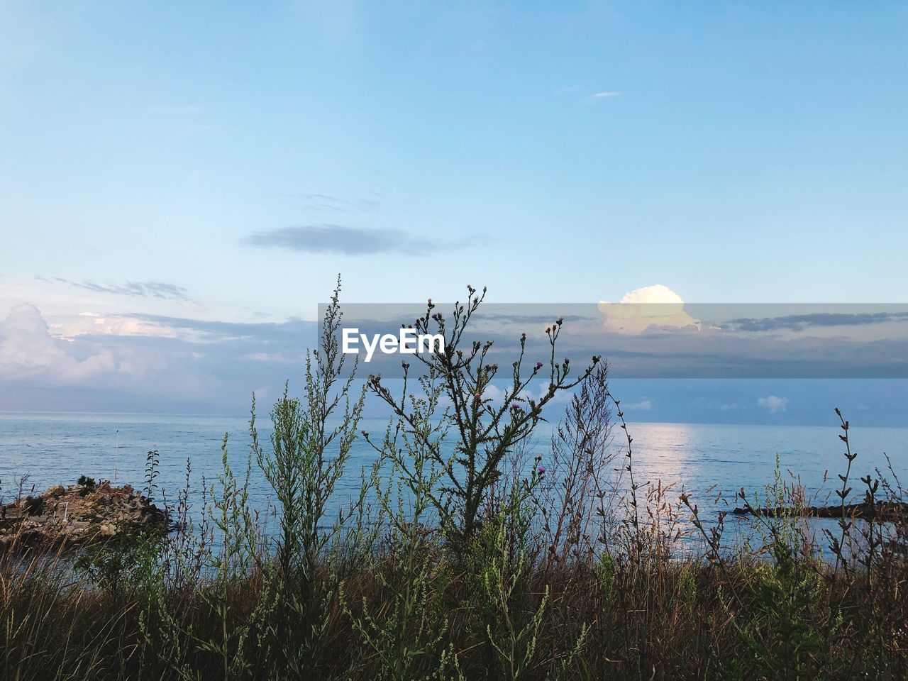 PLANTS GROWING ON LAND AGAINST SEA