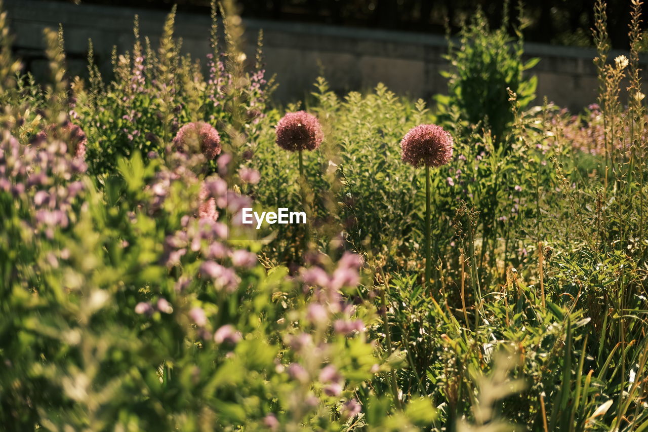 Close-up of flowering plants on field