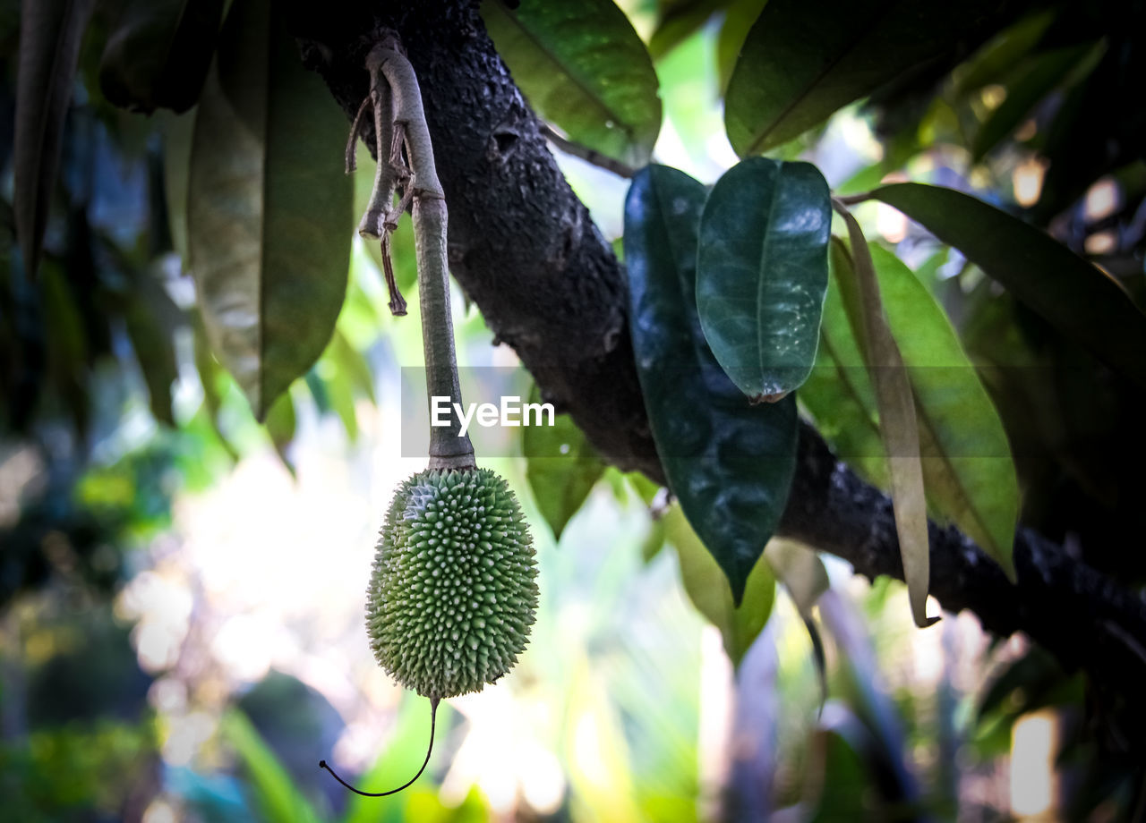 CLOSE-UP OF FRUITS HANGING ON TREE