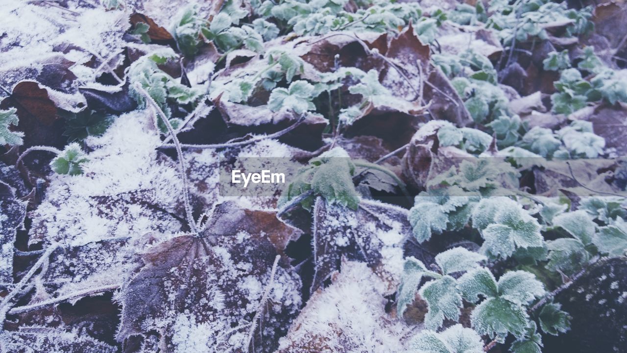 High angle view of frost on leaves