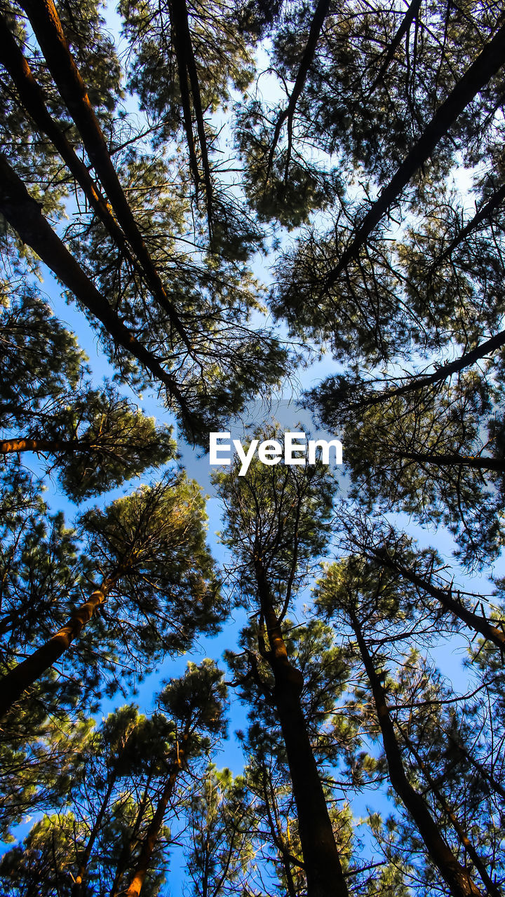 Low angle view of trees in forest