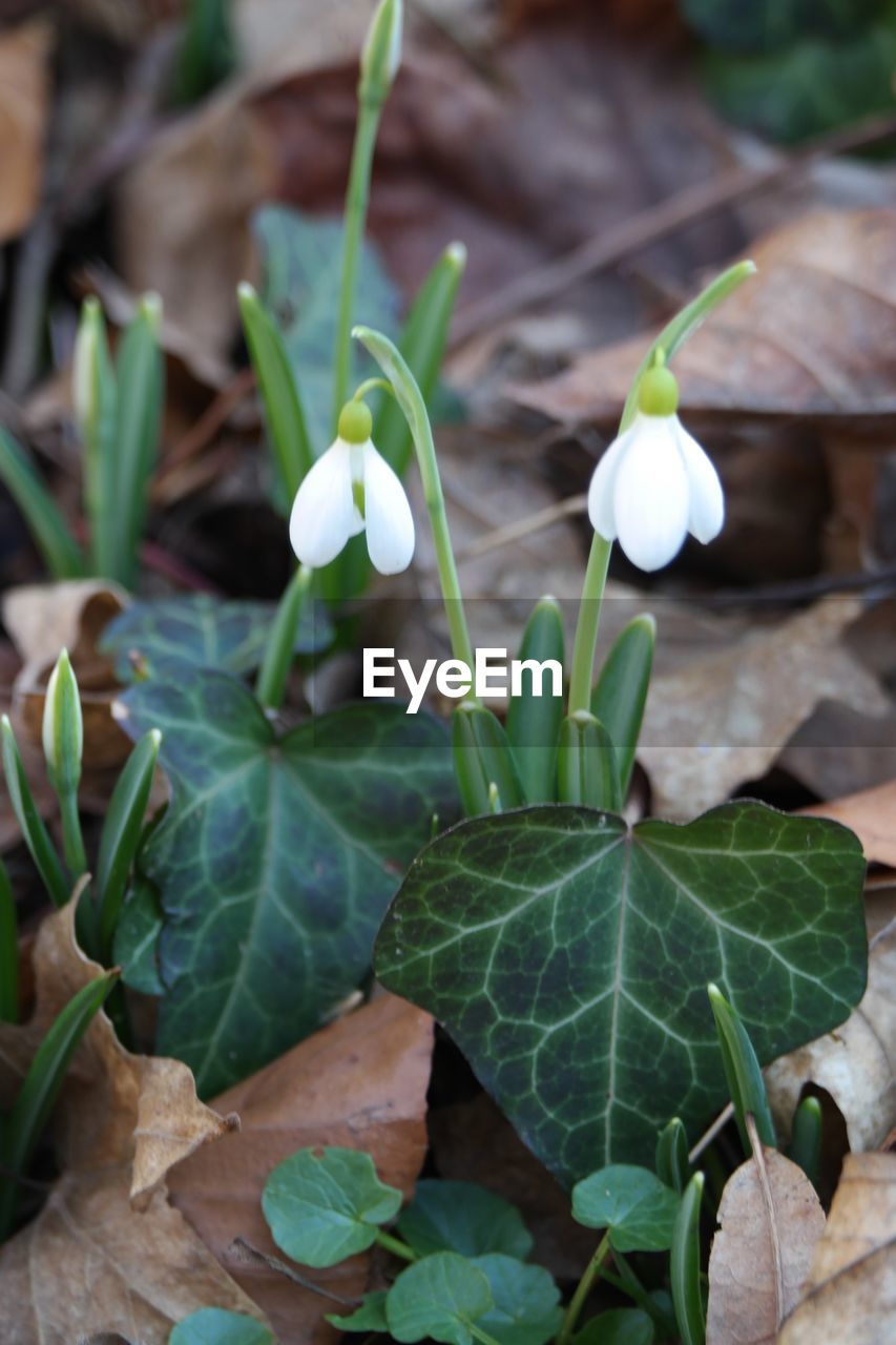 Close-up of white flowers and leaves