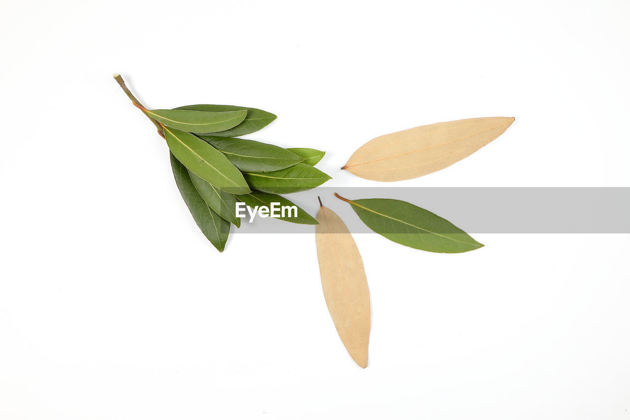 CLOSE-UP OF FRESH GREEN LEAVES WITH WHITE BACKGROUND