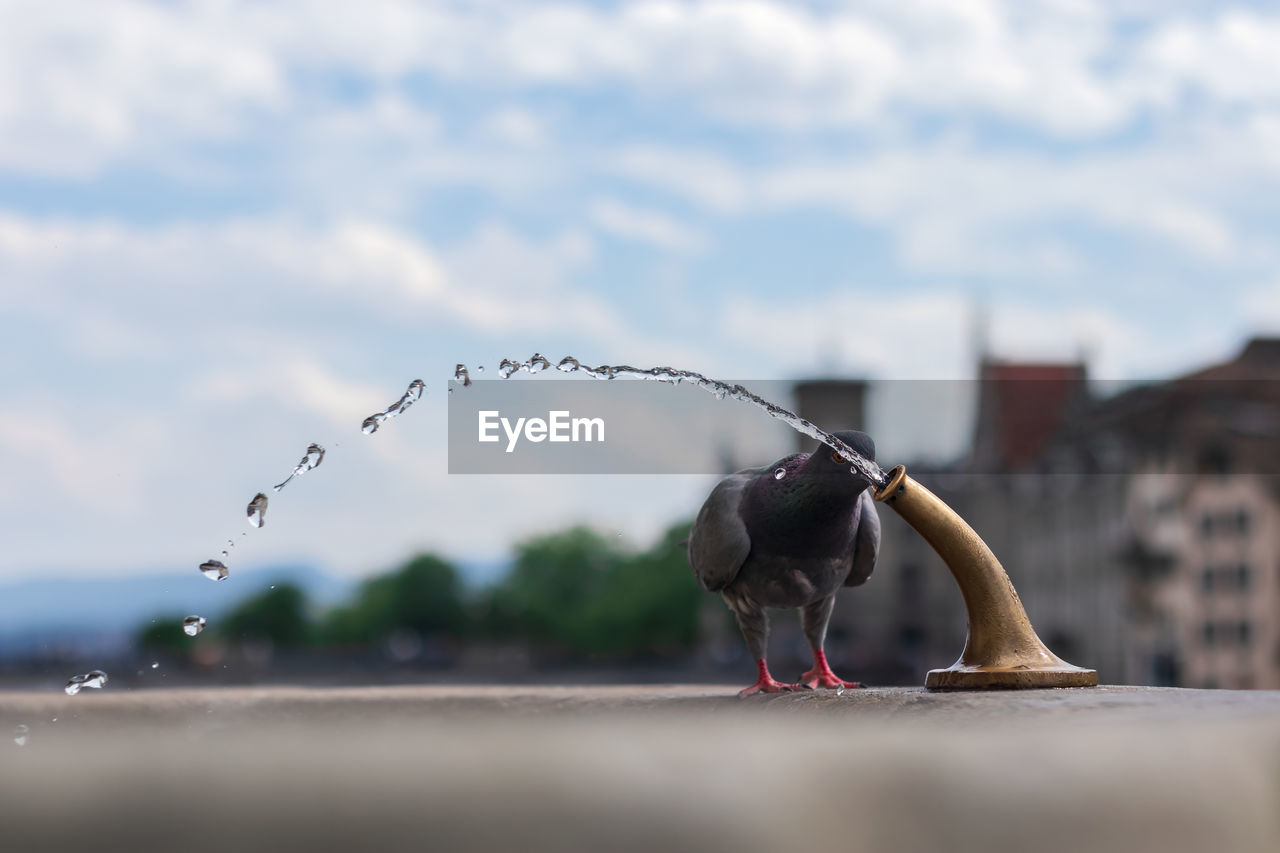 Pigeon drinking water from a fountain, zurich, switzerland, public drinking well in city.