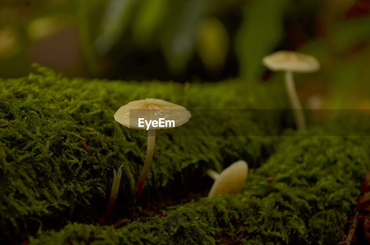 CLOSE-UP OF MUSHROOM ON FIELD