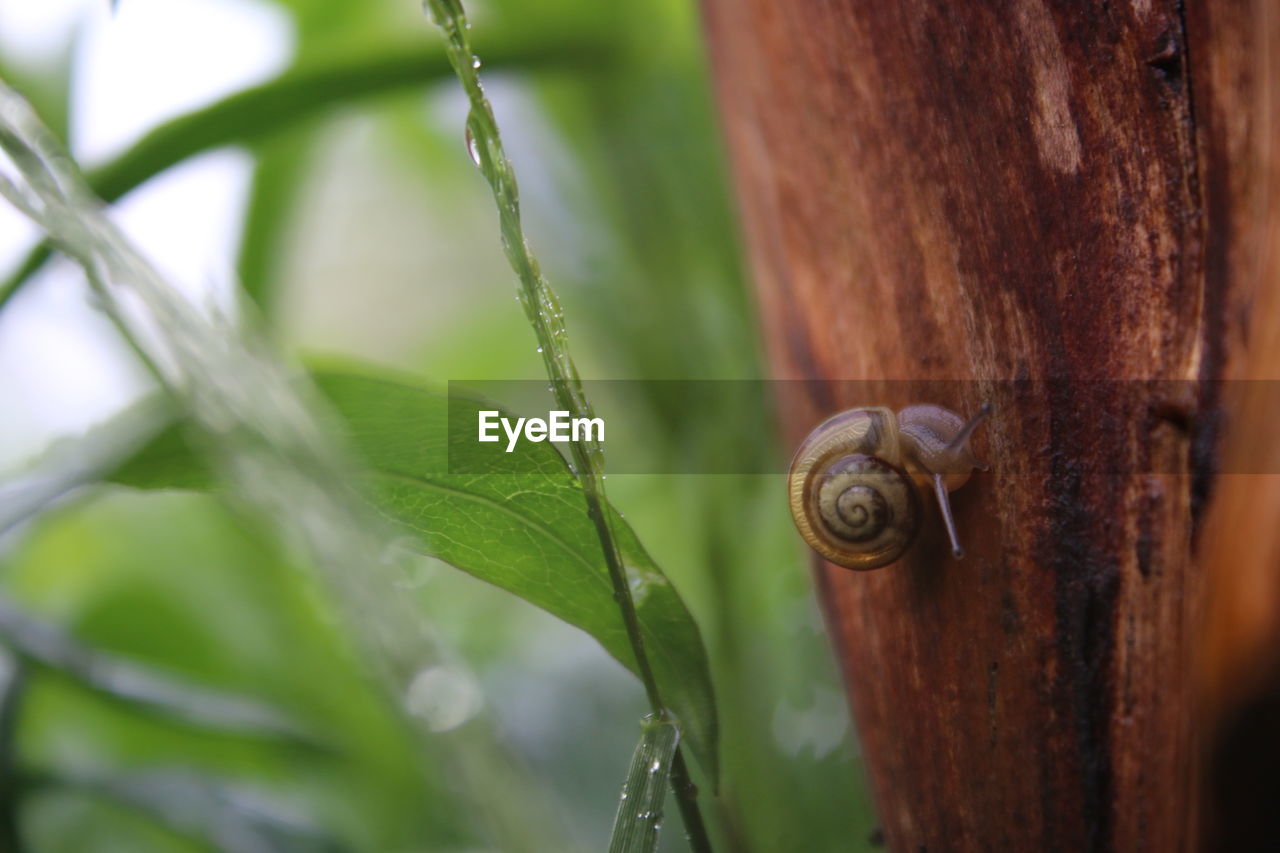 Close-up of snail crawling on bark