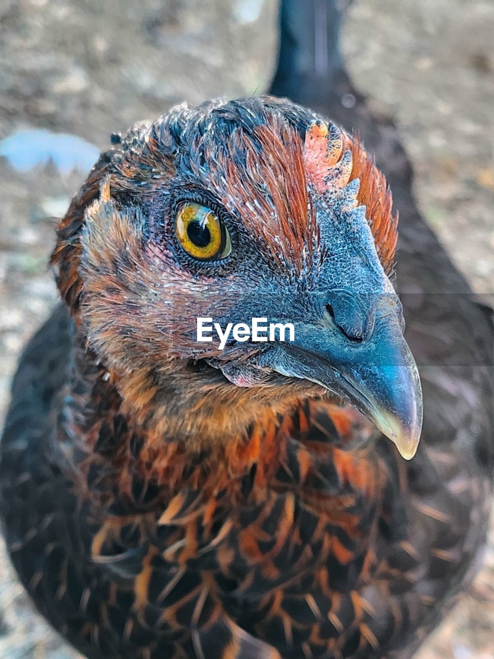 animal themes, animal, one animal, wildlife, close-up, animal wildlife, bird, animal body part, no people, blue, nature, beak, animal head, outdoors, focus on foreground, multi colored, day, portrait