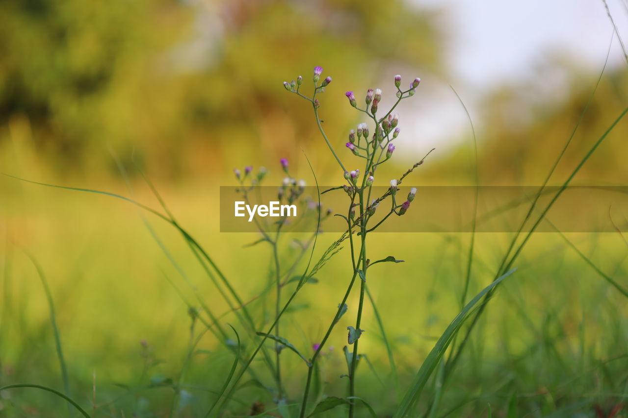 plant, grass, green, meadow, nature, grassland, prairie, flower, beauty in nature, flowering plant, field, environment, land, landscape, sunlight, plain, no people, macro photography, springtime, focus on foreground, summer, close-up, freshness, sky, growth, outdoors, natural environment, leaf, tranquility, rural scene, selective focus, yellow, wildflower, animal, social issues, multi colored, fragility, environmental conservation, lawn, day, animal themes, non-urban scene, animal wildlife, tranquil scene, food, scenics - nature, vibrant color, sunset, sun, agriculture, plant part, plant stem, tree