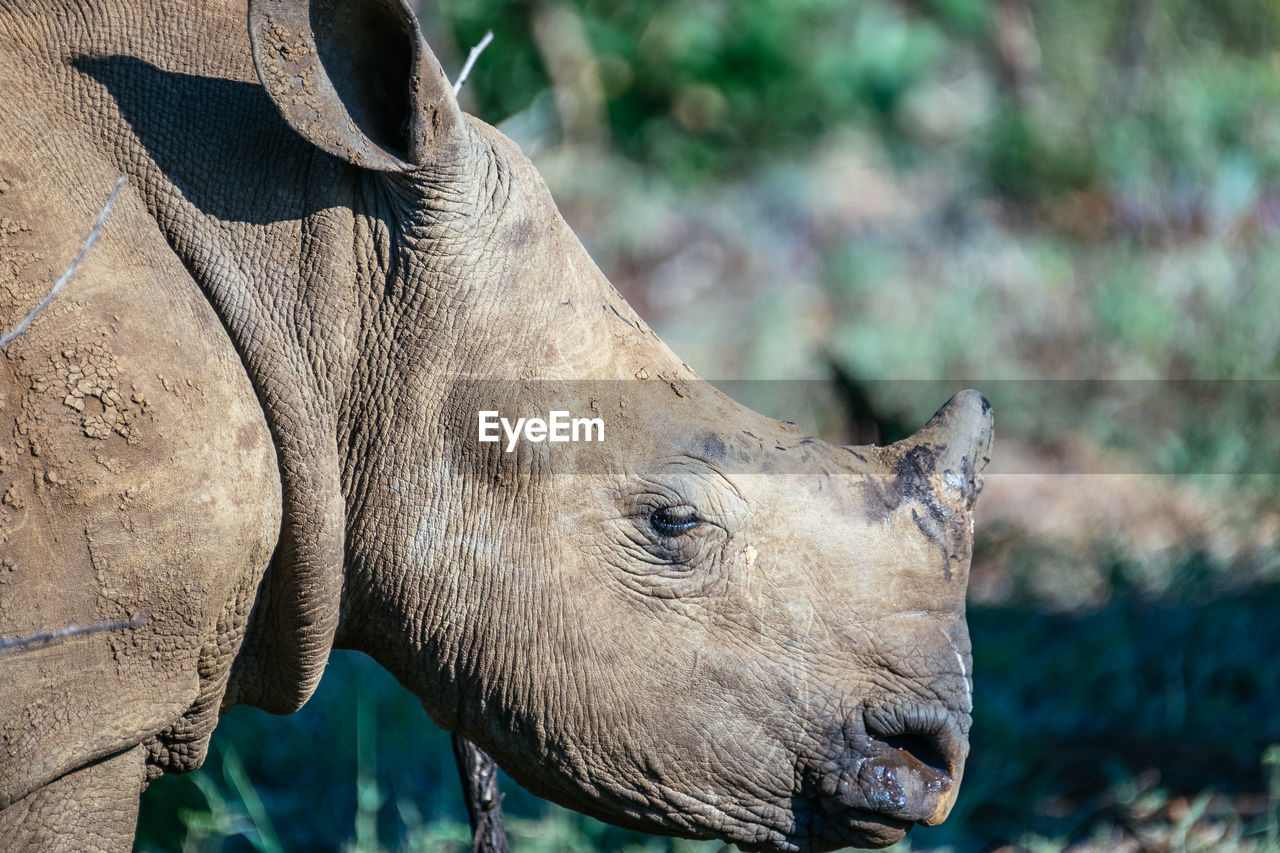 Close-up of rhinoceros outdoors