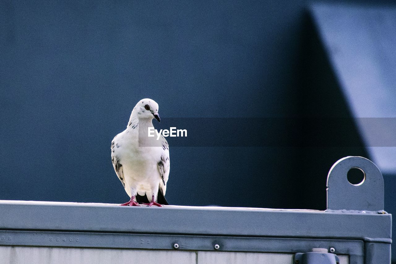 SEAGULL PERCHING ON RAILING AGAINST WALL