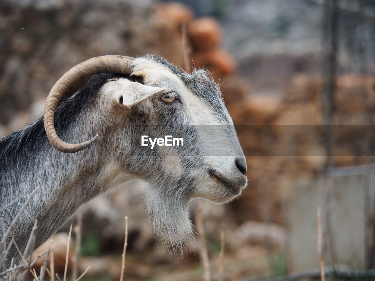 Close-up of goat on field