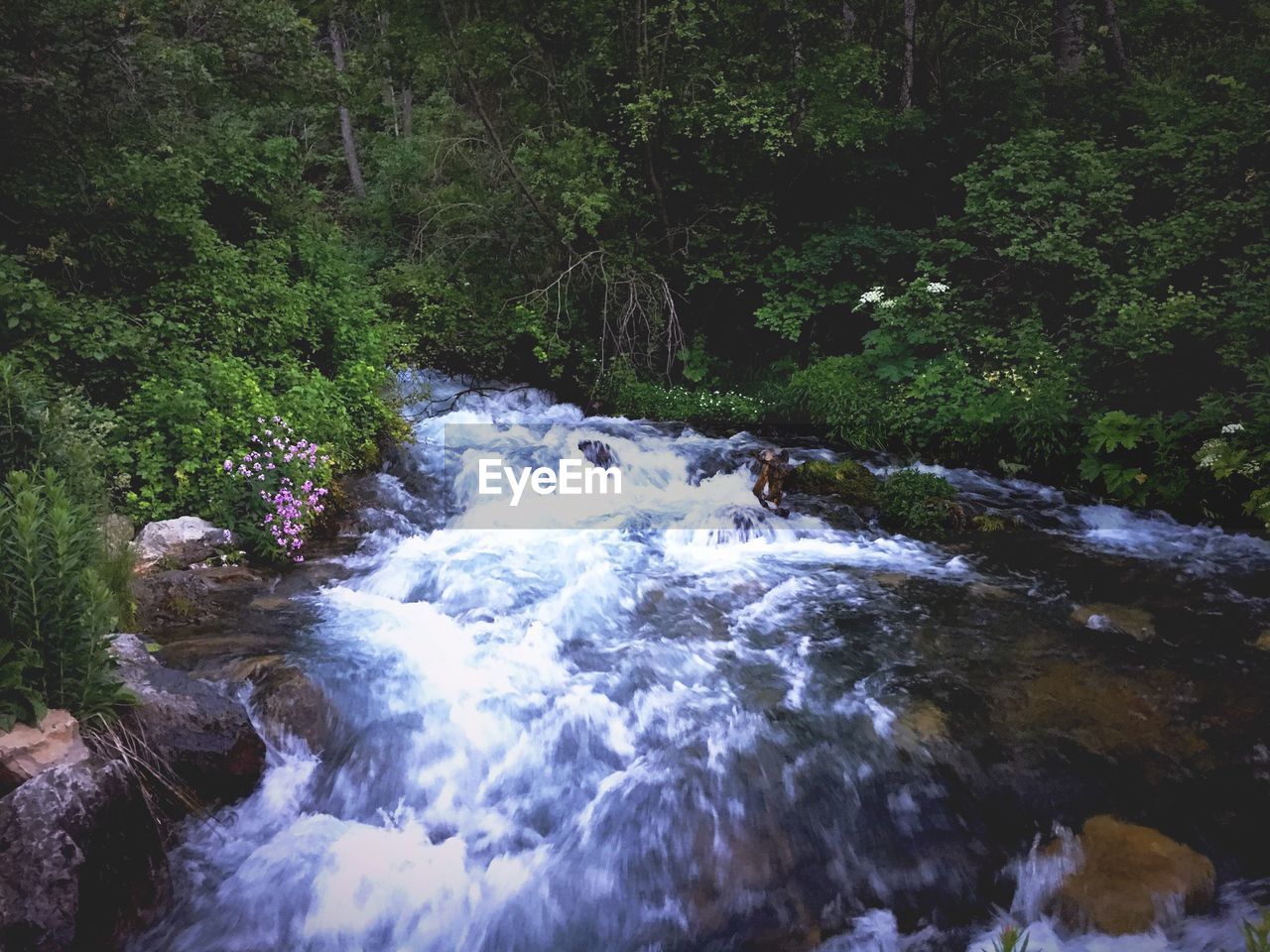 Scenic view of waterfall in forest