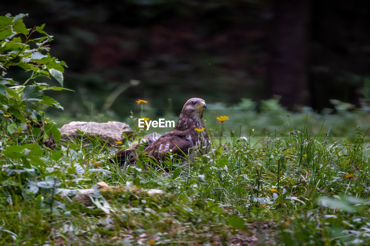 animal themes, animal, nature, green, animal wildlife, plant, wildlife, bird, grass, flower, no people, leaf, one animal, outdoors, autumn, day, land, lawn, forest, selective focus, beauty in nature, garden