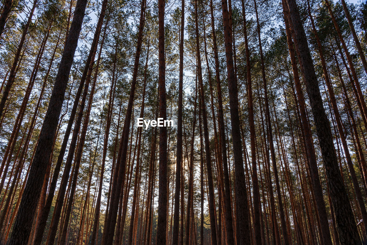low angle view of pine trees in forest