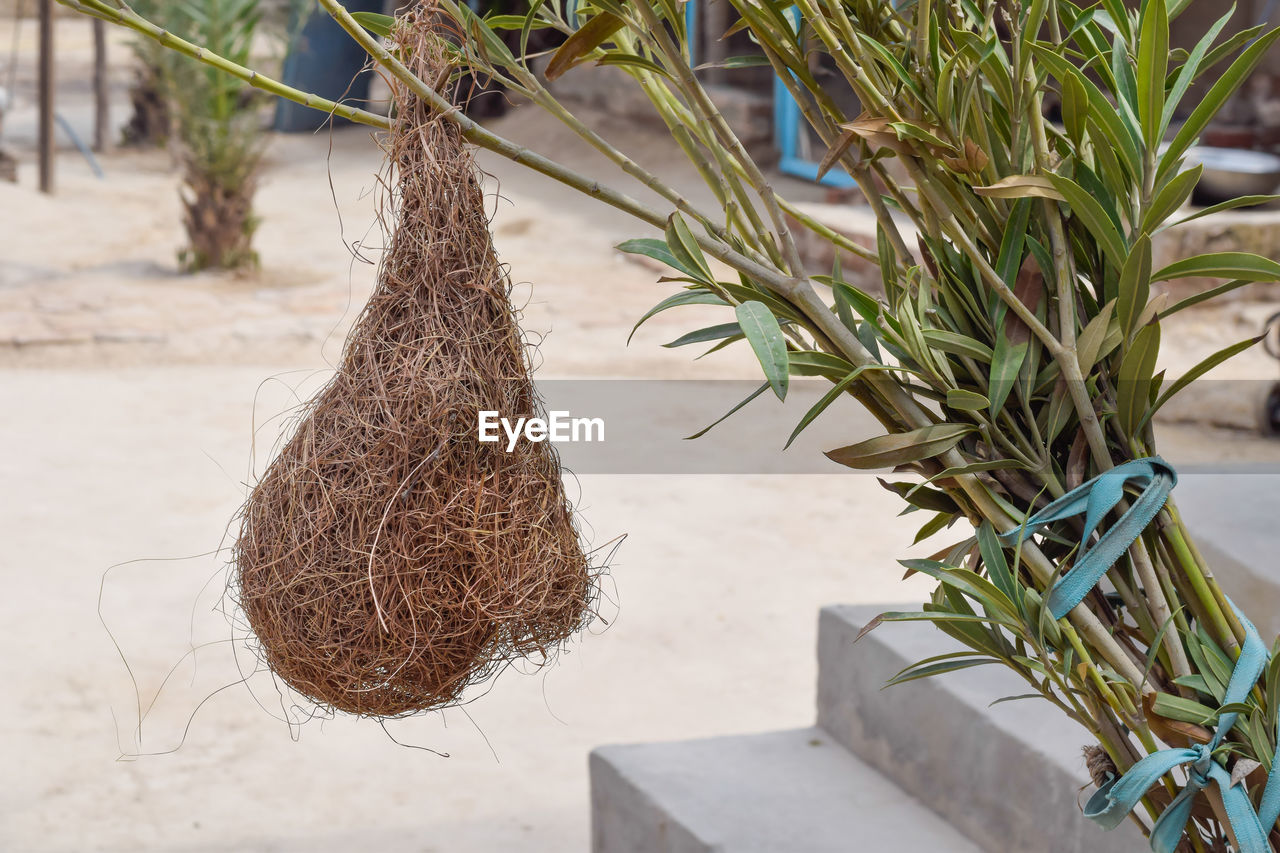 CLOSE-UP OF POTTED PLANTS