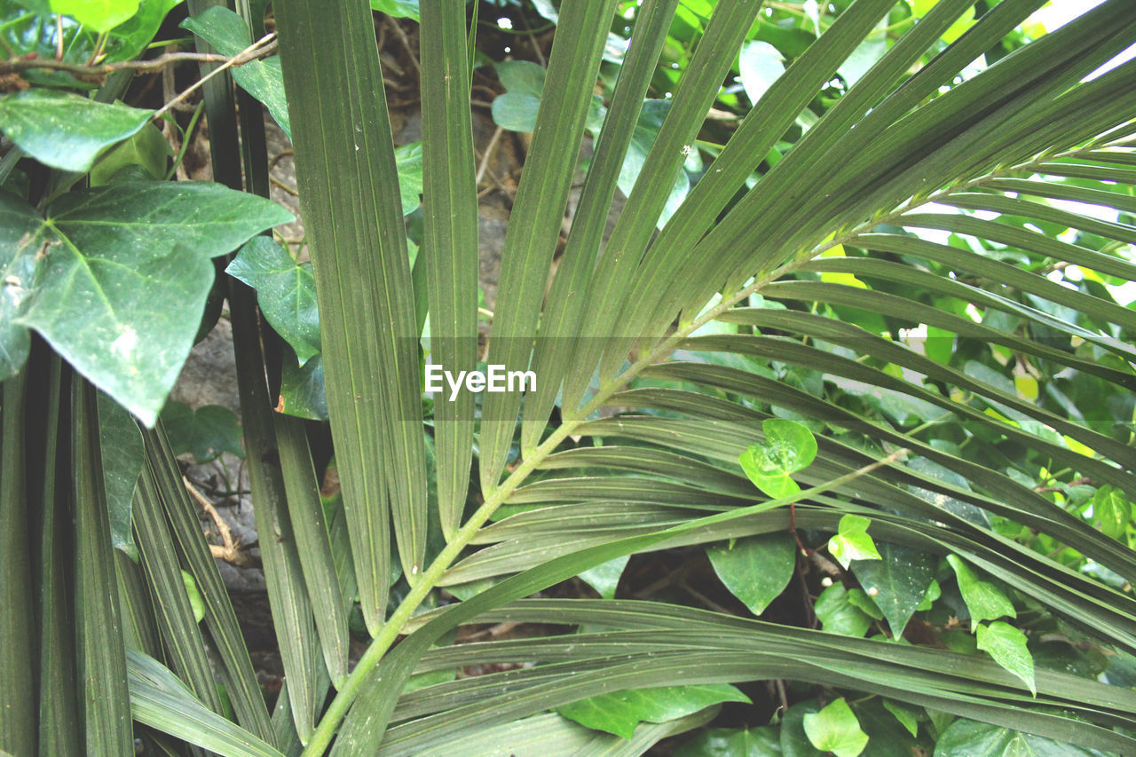 Close-up of green leaf in forest