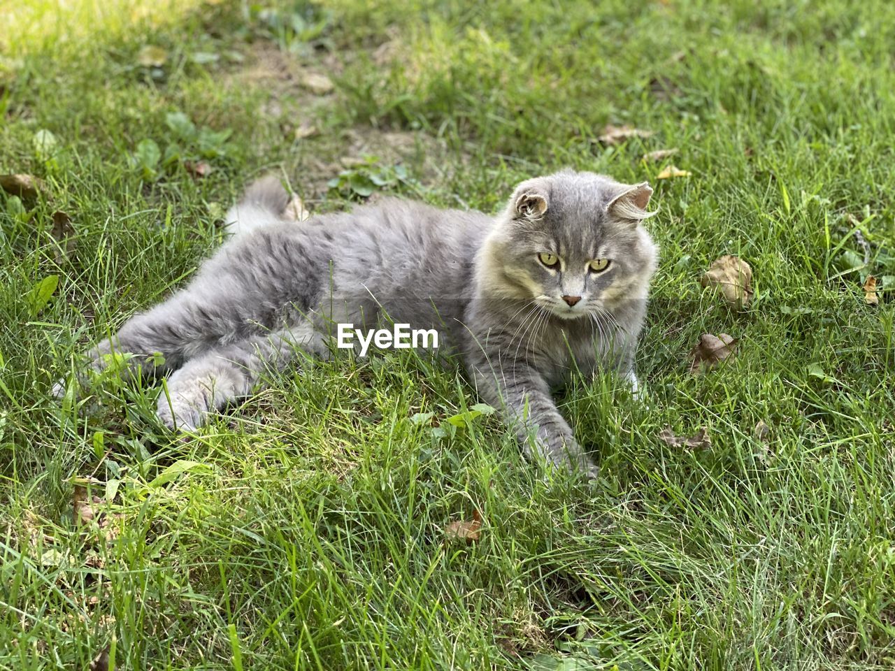 PORTRAIT OF KITTEN ON FIELD