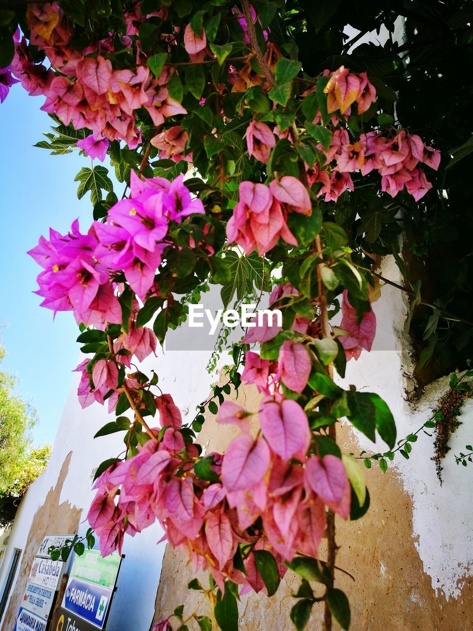 LOW ANGLE VIEW OF PINK FLOWERS ON TREE