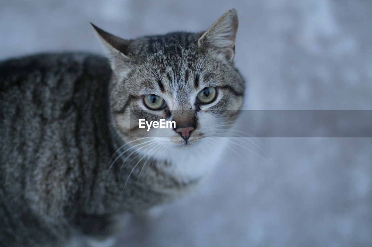 Close-up portrait of tabby