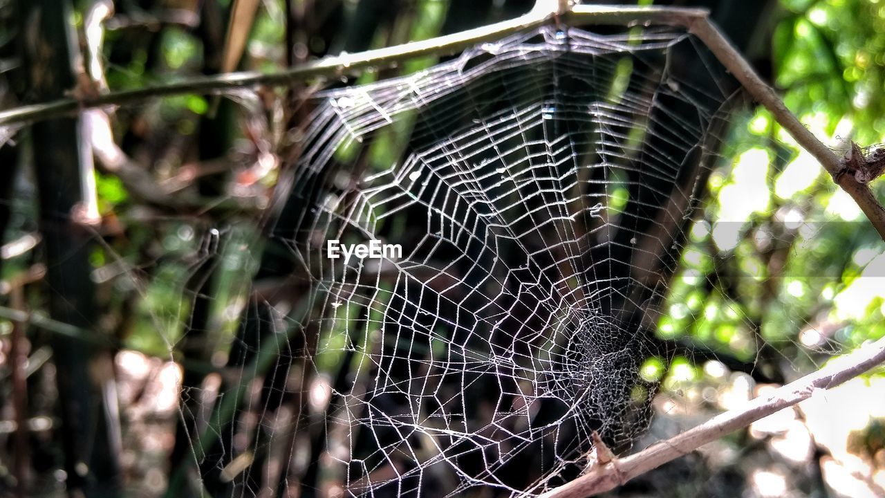 CLOSE-UP OF SPIDER ON WEB OUTDOORS