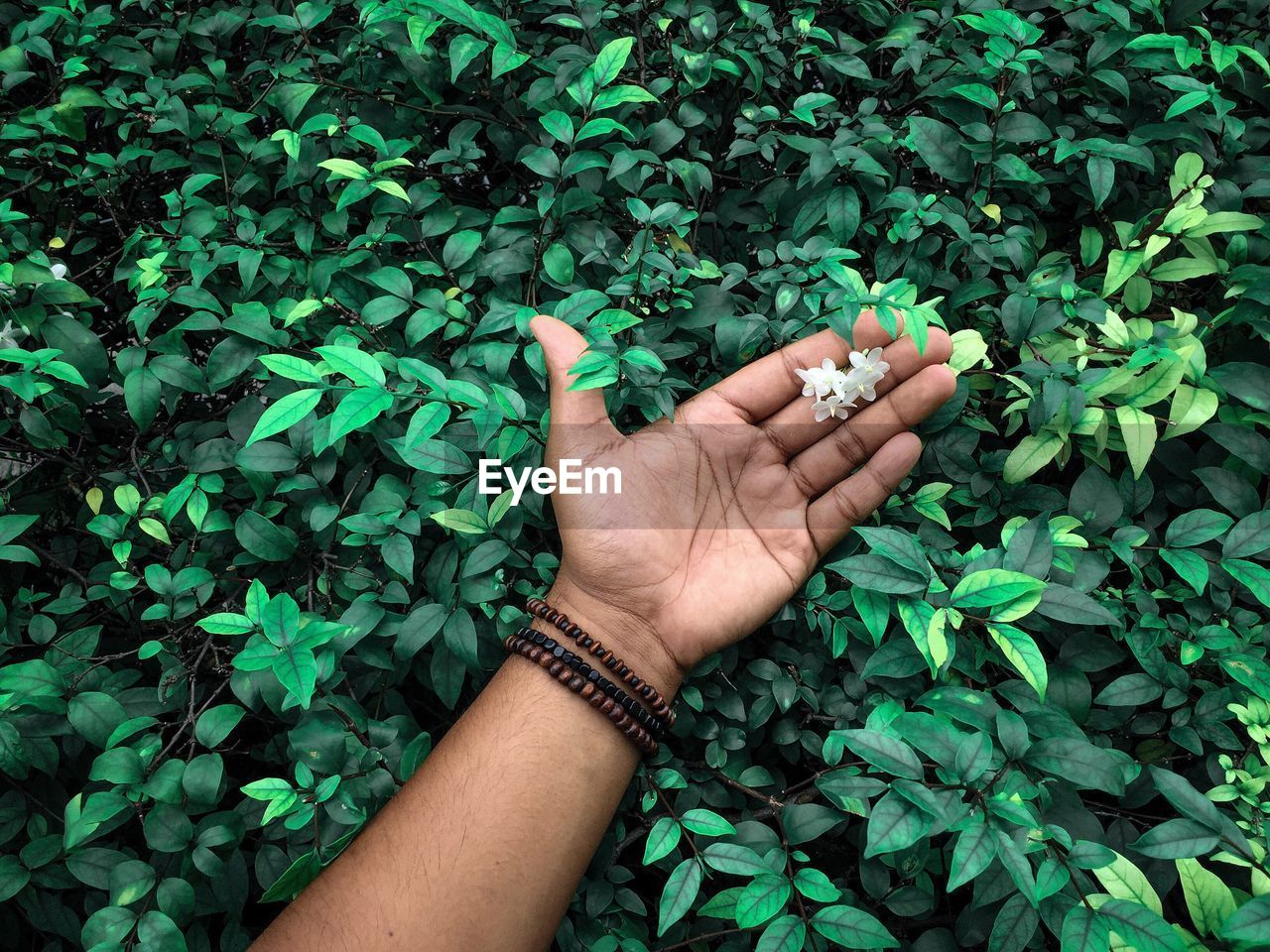 Cropped hand holding flowers by plants