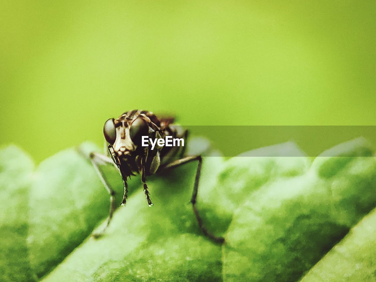 CLOSE-UP OF INSECT ON PLANT