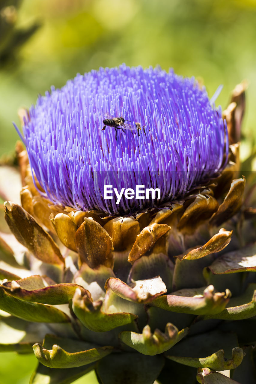 Bee on purple artichoke flower in vegetable garden