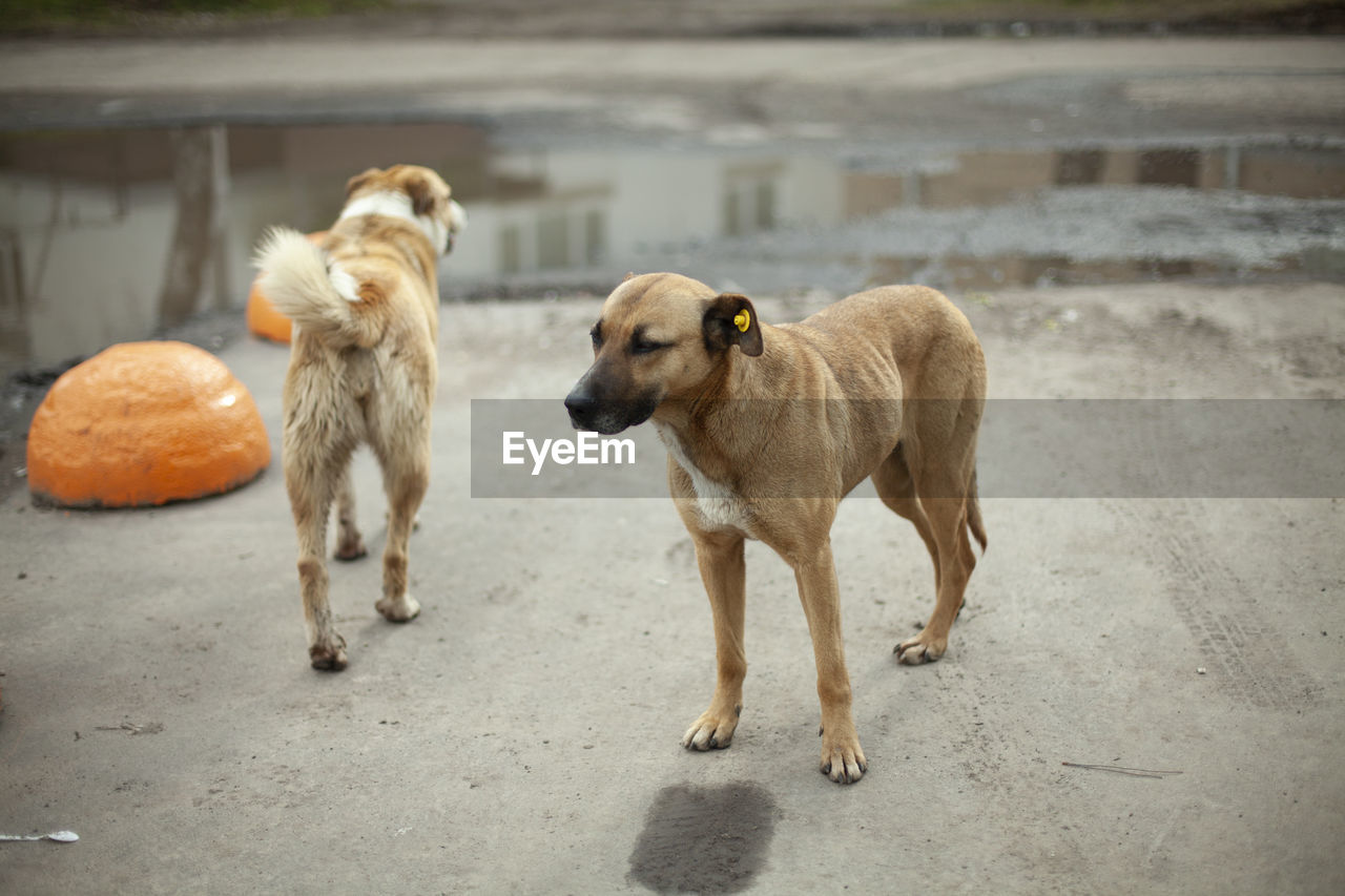 TWO DOGS ON FLOOR