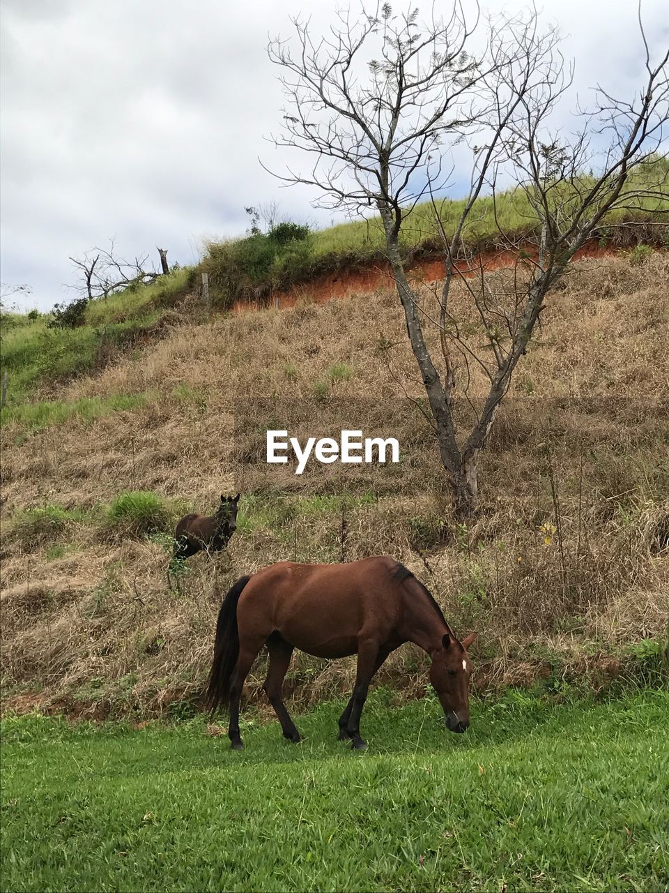 HORSE ON FIELD