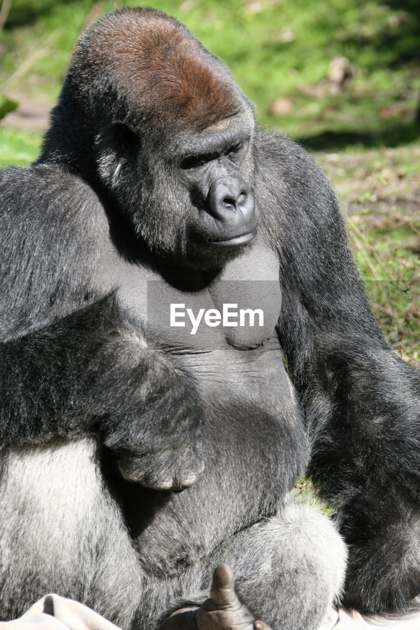 Close-up of gorilla sitting on field during sunny day