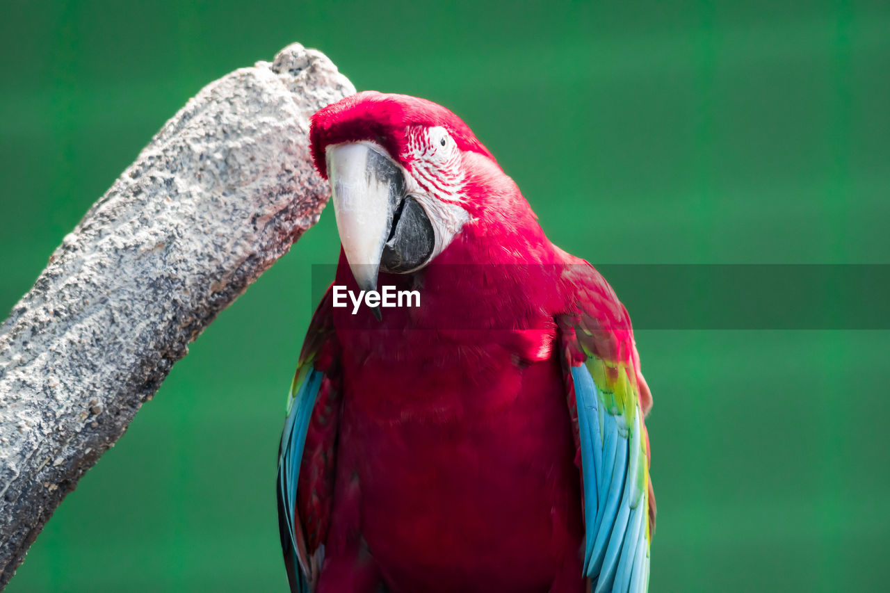 Close-up of parrot perching outdoors