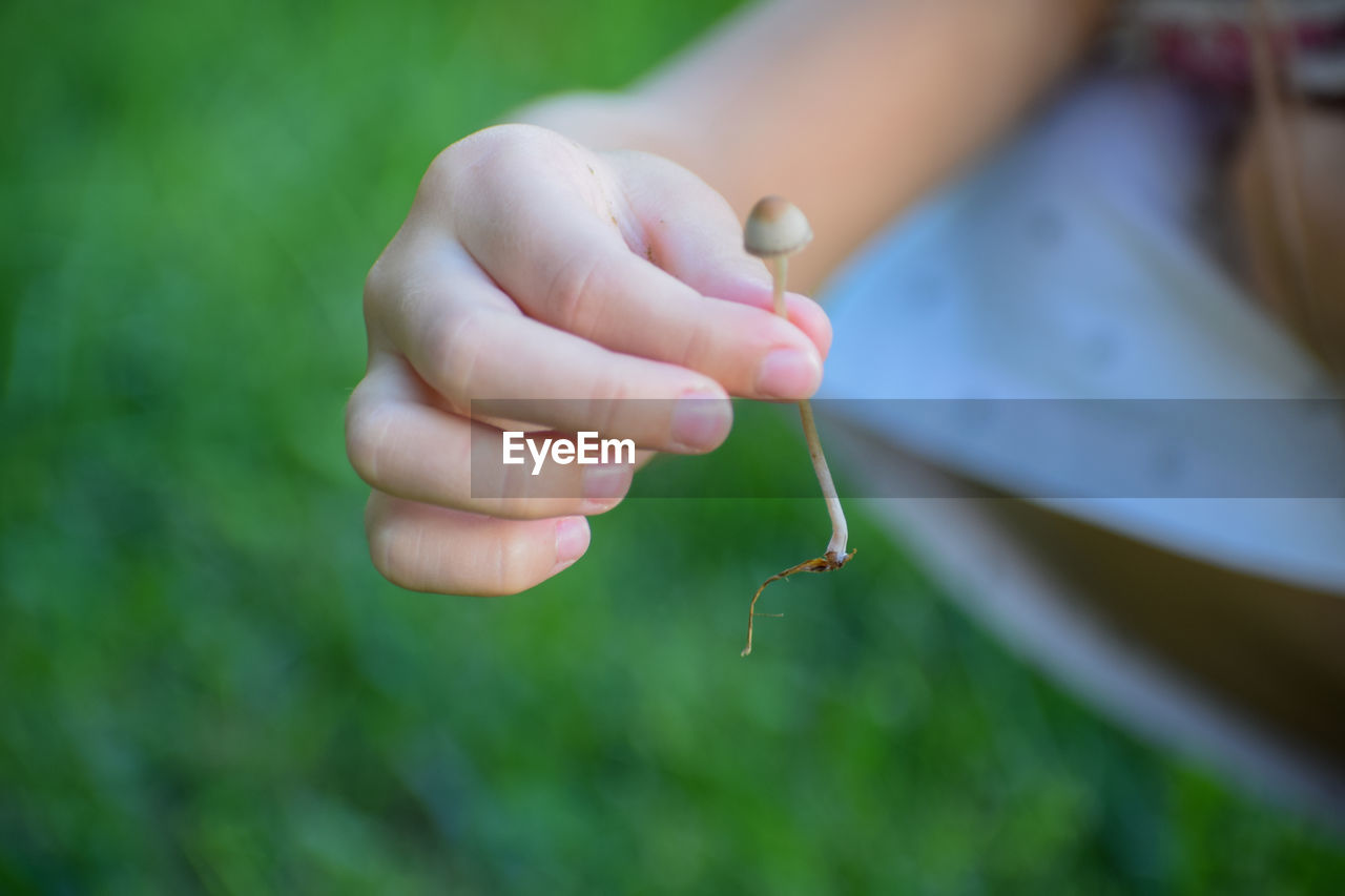 Close-up of hand holding mushroom 