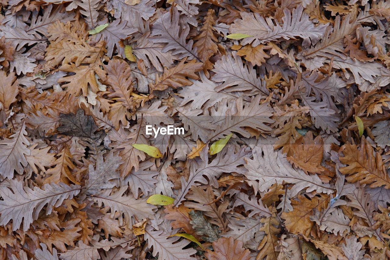 Full frame shot of dried autumn leaves on land