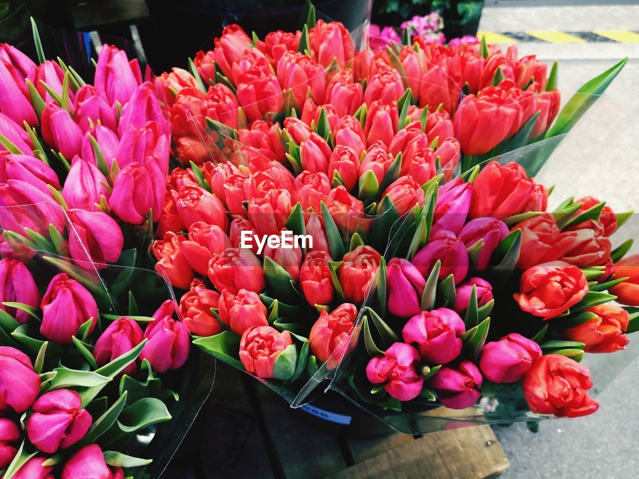 CLOSE-UP OF PINK TULIPS WITH RED ROSES