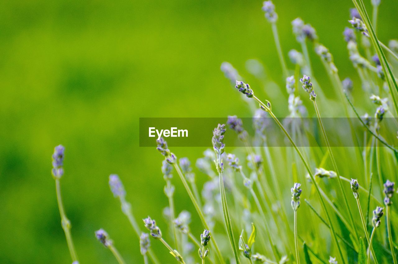 Close-up of plants growing in garden