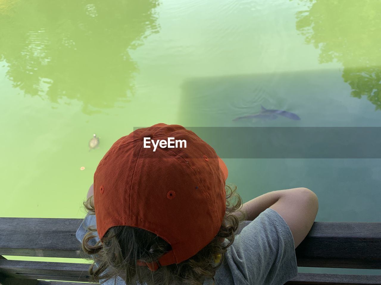Rear view of boy watching koi fish and turtles in lake